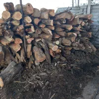 چوب وهیزم ساختمانی زغالی|خدمات باغبانی و درختکاری|لنگرود, |دیوار