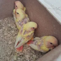 جوجه اوپال کمیاب چشم شرابی|پرنده|نجف‌آباد, شریعتی غربی|دیوار