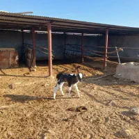 گاو با گوساله ماده|حیوانات مزرعه|خنج, |دیوار