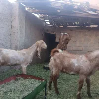 فروش نری استسنایی