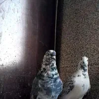 کفتر قاره پرشی|پرنده|ملایر, |دیوار