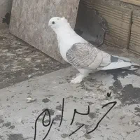 هر گونه پلژیکی به عکس دقت کنید