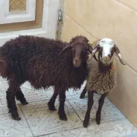 بره ماده سالم سر حال شیرمست