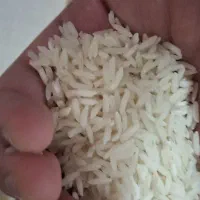 برنج هاشمی آستانه اشرفیه