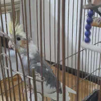 عروس مولد|پرنده|قم, پردیسان|دیوار