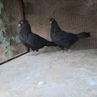 فروش کبوتر|پرنده|ابرکوه, |دیوار