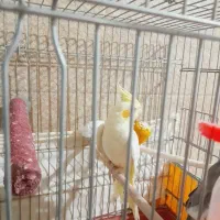 فروش یک عدد عروس هلندی لوتینو کاملا سرحال|پرنده|داراب, |دیوار