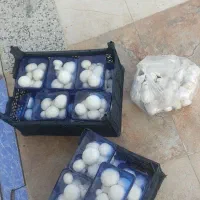 قارچ سبدی/کارتنی/بسته بندی|خوردنی و آشامیدنی|ارژن, |دیوار