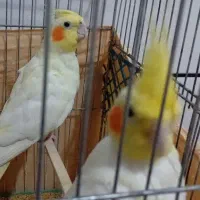 عروس هلندی مولد