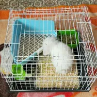 خرگوش مینی لوپ|موش و خرگوش|تبریز, |دیوار