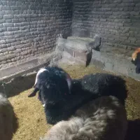 بره قوچی اصل