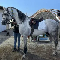 نریان عرب|اسب و تجهیزات اسبسواری|کرمان, |دیوار