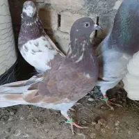 کبوتر تکپر|پرنده|رامیان, |دیوار