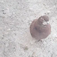 کفتر عالی|پرنده|پاکدشت, حصار امیر|دیوار