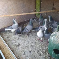 کبوتر|پرنده|مبارکه, |دیوار