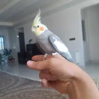 عروس هلندی قیمت توافقی