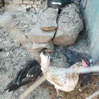 فروش 30عدد مرغ و اردک اسراییلی به صورت یکجا|حیوانات مزرعه|اسدآباد, |دیوار