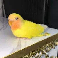 کوتوله طوطی برزیلی|پرنده|قدس, شهرقدس|دیوار