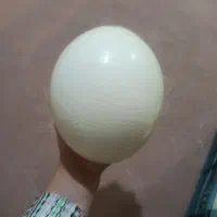 پوکه تخم شتر مرغ تزئینی کار دست