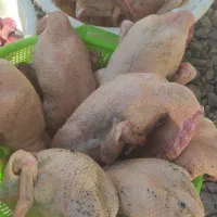 اردک محلّی مرغ محلّی|حیوانات مزرعه|بابلسر, |دیوار