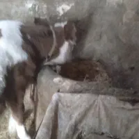 گاو و گوساله سیمیتال|حیوانات مزرعه|بروجرد, |دیوار