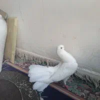 پرنده|پرنده|اصفهان, جامی|دیوار
