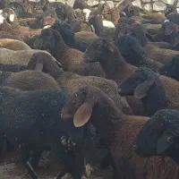 بره نر|حیوانات مزرعه|محمدبار, |دیوار