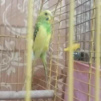 جوجه مرغ عشق سه ماهه