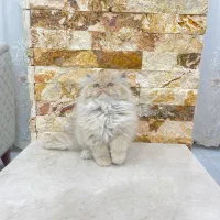 پرشین عروسکی|گربه|مهاباد (آذربایجان غربی), |دیوار