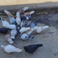 20 تا کبوتر پرشی جوجه بوم