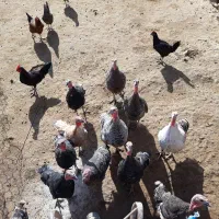 بوقلمون|حیوانات مزرعه|کوهدشت, |دیوار