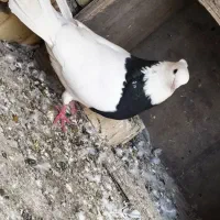 کبوتر|پرنده|خرمشهر, |دیوار