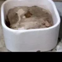 گلدان با کیفیت با قیمت مناسب|گل و گیاه طبیعی|شاهینشهر, عطار|دیوار