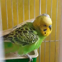 مرغ عشق نر