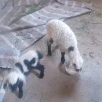 میش بره نرفروشی