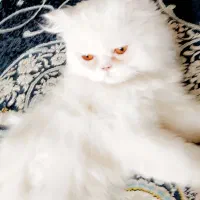 گربه پرشین