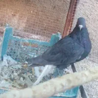 کبوترطوقی کله زردودم سفید سینه ای|پرنده|میانه, |دیوار