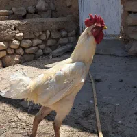 خروس لاری
