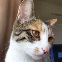 واگذاری گربه