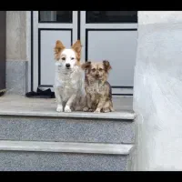 سگ نرو ماده