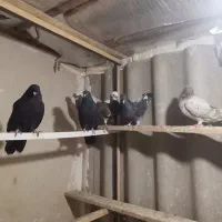 کبوتر|پرنده|هشتگرد, شهرک راه آهن|دیوار