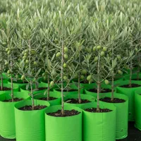 نهال زیتون با ارسال فوری و تخفیف ویژه