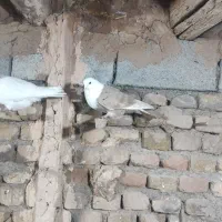 کله سفید نر|پرنده|نوده انقلاب, |دیوار