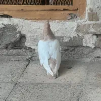 دوعدد کبوتر سینه زرد نر وماده کله سرخ|پرنده|اهواز, سلیم آباد(سه راه خرمشهر)|دیوار