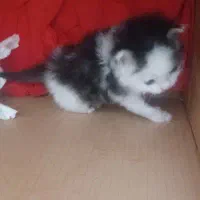 واگذاری بچه گربه