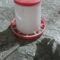 دانه خوری جوجه یا مرغ