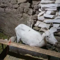 بز و بزغاله سانن|حیوانات مزرعه|چناران, |دیوار