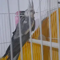 عروس هلندی|پرنده|فاریاب, |دیوار