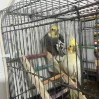 معاوضه عروس هلندی سخنگو با قناری