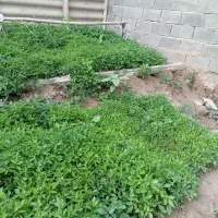 نشا گوجه‌فرنگی